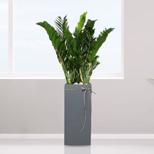 개업화분 : 금전수+산세베리아_110cm내외 : 사무실 개업 이전 집들이 인테리어