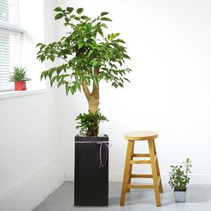 개업화분 : 해피트리 검정사각_145cm내외 : 사무실 개업 이전 집들이 인테리어