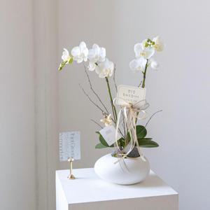 서양란 에그팟 호접란 승진 취임 개업난 전시회 병원 꽃배달