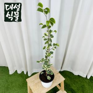 무늬 바로크 벤자민 15cm 플랜테리어 고무나무 키우기쉬운 실내 공기정화식물 관엽