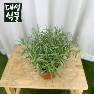 커리플랜트 허브 카레향 식물 모종 플랜테리어 공기정화식물