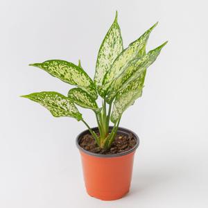 스노우사파이어 키우기 쉬운 공기정화식물