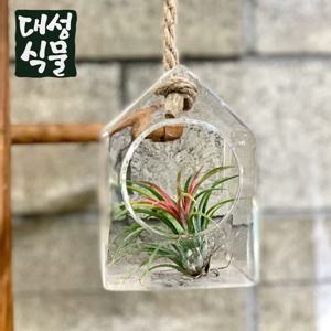 틸란드시아 이오난사 초미니