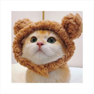 강아지 고양이 곰귀 후드 반려동물 모자