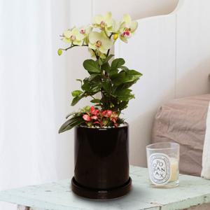 서양란 선물 (싱그러운 호접란 h-0454) 전국당일발송 승진 취임 영전 인사이동 개업화분