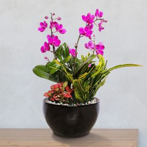 서양란 선물 (만천홍 검정원형 h-0446) 전국당일발송 승진 취임 영전 인사이동 개업화분