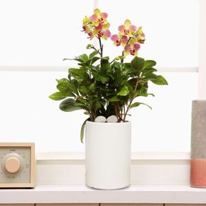 서양란 선물 (삼색조 흰색 h-0469) 수도권당일발송 승진 취임 영전 인사이동 개업화분