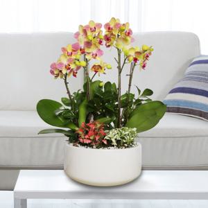 서양란 선물 (삼색조 h-0448) 수도권당일발송 승진 취임 영전 인사이동 개업화분