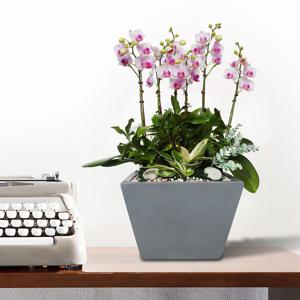 서양란 선물 (핑크호접 회색 h-0477) 전국당일발송 승진 취임 영전 인사이동 개업화분