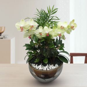 서양란 선물 (포츈 h-0078) 전국당일발송 승진 취임 영전 인사이동 개업화분