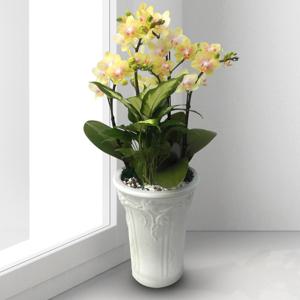 서양란 선물 (골드트리 h-0002) 전국당일발송 승진 취임 영전 인사이동 개업화분