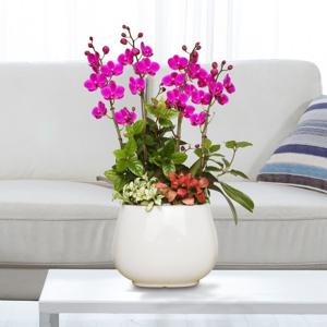 서양란 선물 (만천홍 흰색분 h-0447) 전국당일발송 승진 취임 영전 인사이동 개업화분