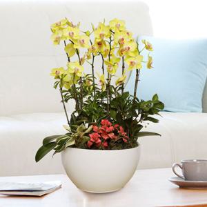 서양란 선물 (선셋 h-0449) 전국당일발송 승진 취임 영전 인사이동 개업화분