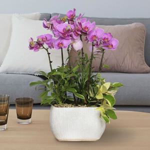 서양란 선물 (핑크호접 h-0456) 전국당일발송 승진 취임 영전 인사이동 개업화분