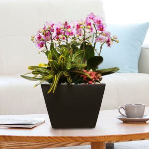 서양란 선물 (엘레강스 검정 h-0471) 전국당일발송 승진 취임 영전 인사이동 개업화분