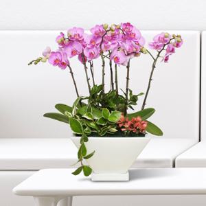 서양란 선물 (핑크호접 흰색 h-0476) 전국당일발송 승진 취임 영전 인사이동 개업화분