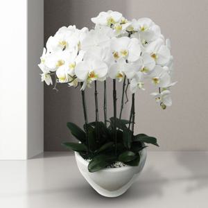 서양란 선물 (호접 흰색 h-0106) 전국당일발송 승진 취임 영전 인사이동 개업화분