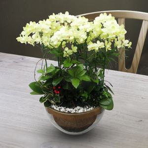 서양란 선물 (그린스마일 h-0004) 전국당일발송 승진 취임 영전 인사이동 개업화분