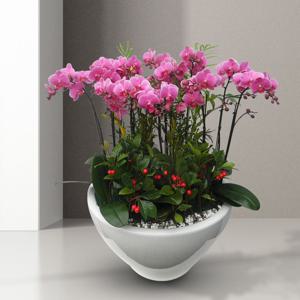 서양란 선물 (웨딩 h-0055) 전국당일발송 승진 취임 영전 인사이동 개업화분