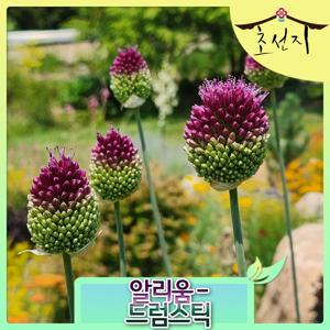 알리움 드럼스틱 10개 추식 구근 Allium Drumstick