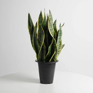 산세베리아 슈퍼바 중품 키우기 쉬운 인테리어식물 모종