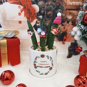 스투키+전사 메세지 크리스마스 눈사람 산타 반지 털모자 증정 13W 개업 승진 축하화분