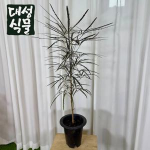 아라리오 18cm