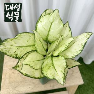 아글라오네마 화이트엔젤 3촉 희귀 수입 공기정화식물 플랜테리어