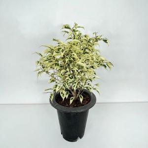 스트라이프 스트라이트 벤자민 18cm 칼라 무늬 고무나무 소품 실내공기정화식물