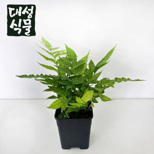 코니오그램 고사리 12cm 트리고마네스 공기정화식물 꽃 식물추천 관엽식물 플랜테리어