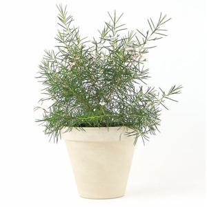 왁스플라워 15cm 꽃 나무 솔매 향기나는 인테리어 식물 호주 야생화