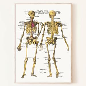 해부학 도판 빈티지 포스터 인체 의학 그림 병원 인테리어 액자