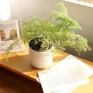 미스티클라우드 고사리(소품) 희귀식물 음지 양치 반려식물