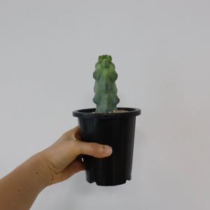 용비선인장 도깨비방망이선인장