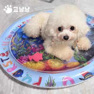 강아지 고양이 물고기 매트 거실펫 카페트 방석 온열 워터 쿠션 장난감
