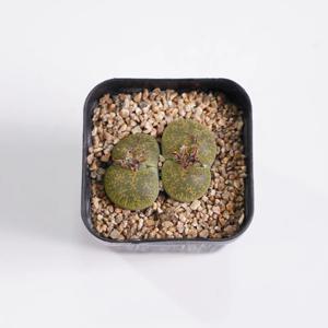 리톱스 알비니카 희귀 아프리카식물 인테리어식물 모종