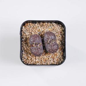 리톱스 사토스바이올렛 희귀 아프리카식물 인테리어식물 모종