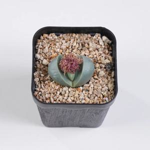 리톱스 금영 희귀 아프리카식물 인테리어식물 모종