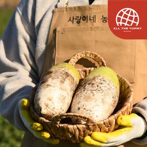 산지직송 제주 유기농 비세척 월동무 3kg(2-3개 내외)/개당(1.3kg내외)
