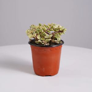 옥엽 아악무 키우기쉬운 인테리어식물 플랜테리어 모종