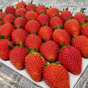 딸기 금실 논산 고당도 프리미엄 생딸기 특품 20~30과 750g