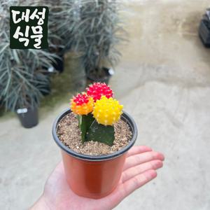 세자매 선인장 비모란 비목단 접목 플랜테리어 미니선인장 다육 다육이