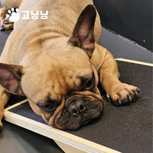 강아지 짐볼 어질리티 슬개골 운동 운동 기구 재활 밸런스볼