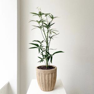 대나무홍콩야자 쉐프렐라 개업 공기정화식물 중형 베트남토분