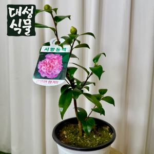서향동백 중형 동백꽃 꽃 묘목 관엽식물