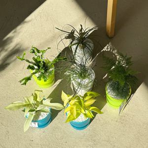 1+1 다즐링팟 공기정화식물 반려 행잉식물 11종 골라담기