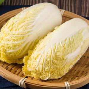 해남 제철 알배기 쌈배추 4kg