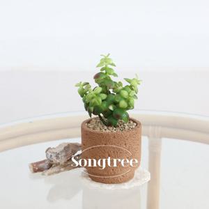 미니 염좌 다육조화