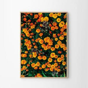 메리골드 꽃 인테리어 플라워 보태니컬 감성포스터 Marigold A2