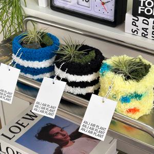 뽀글 이오난사 식물 SET 틸란드시아 모스트레이 공기정화 테라리움 인테리어 오브제 플랜트